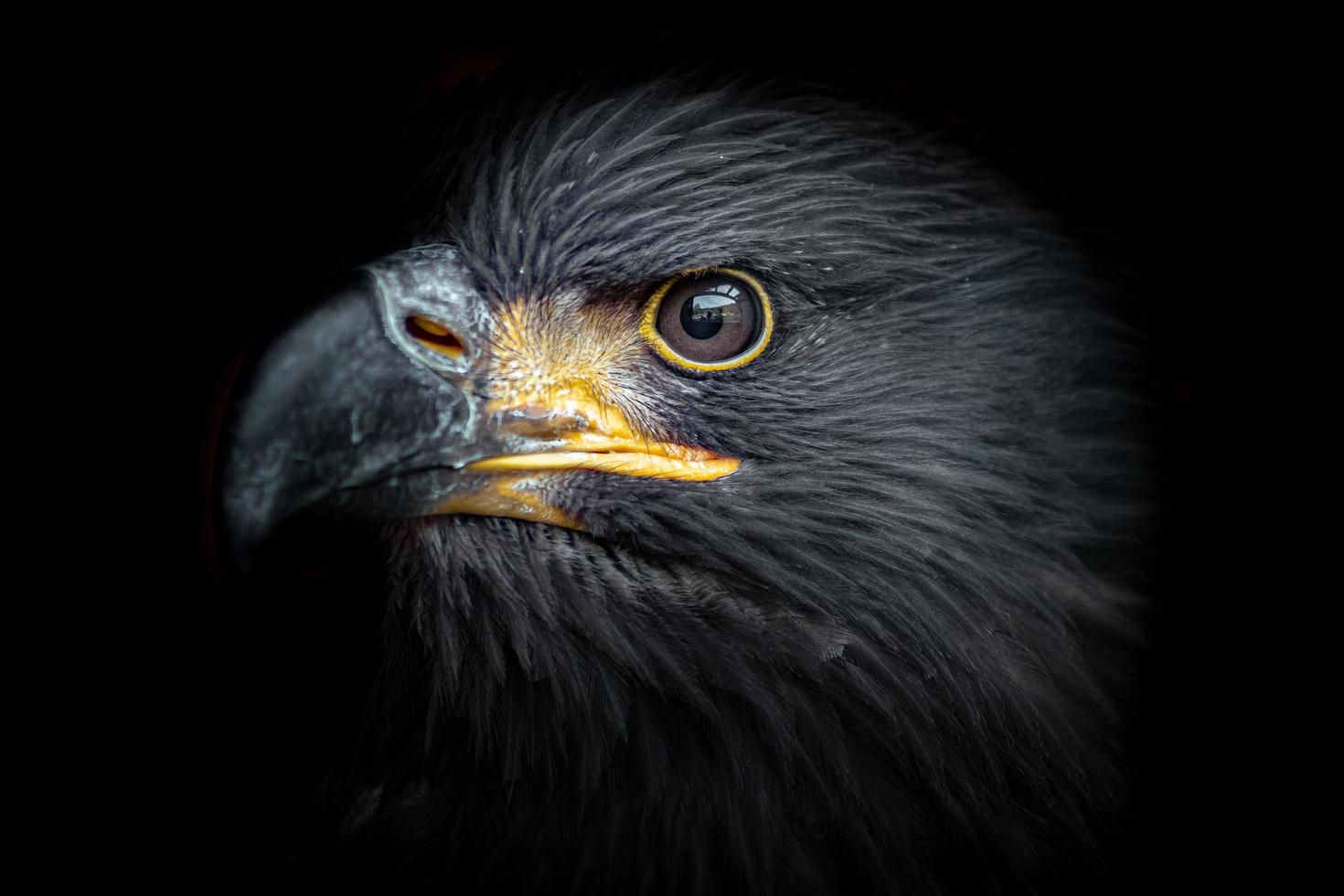 águila de cola blanca foto