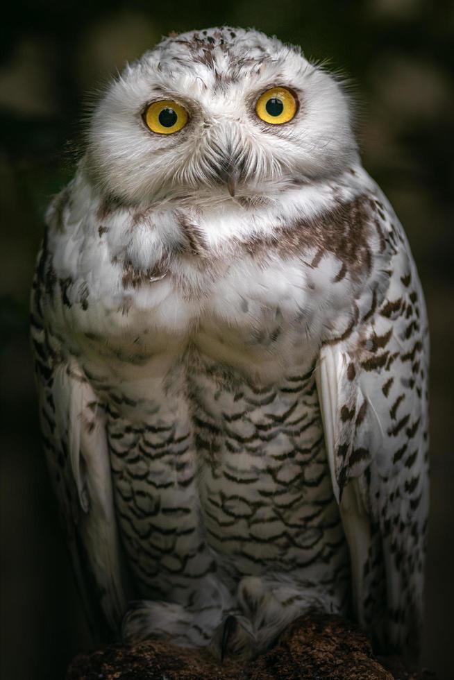 Portrait of Snowy owl photo