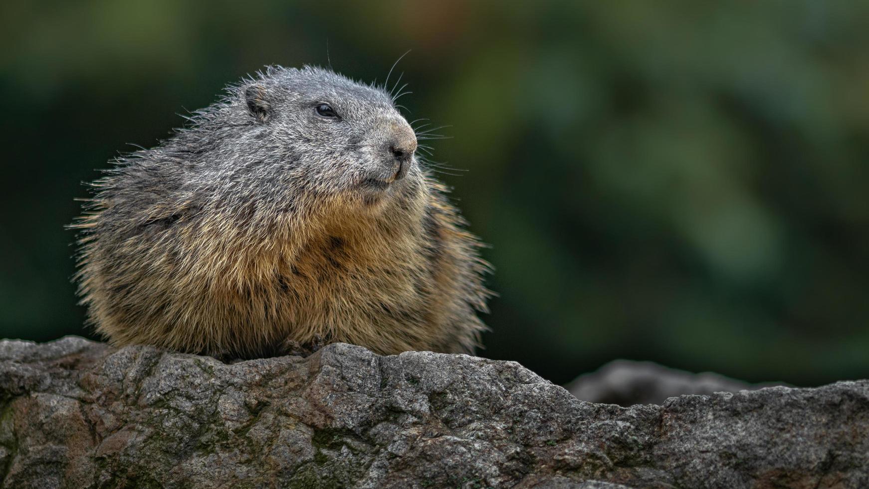 Alpine marmot on rock photo