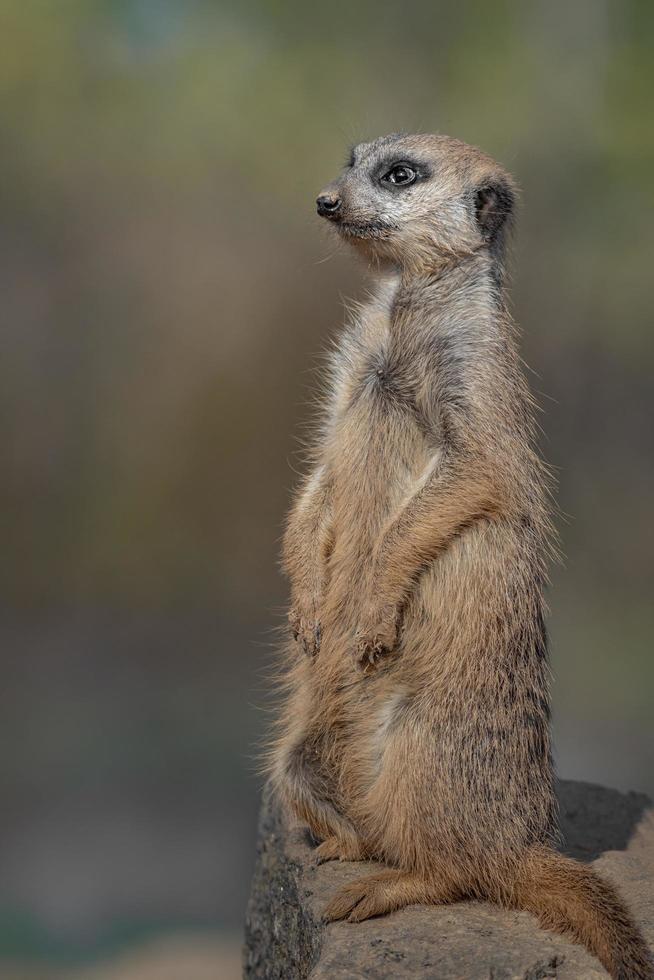 retrato de suricata foto