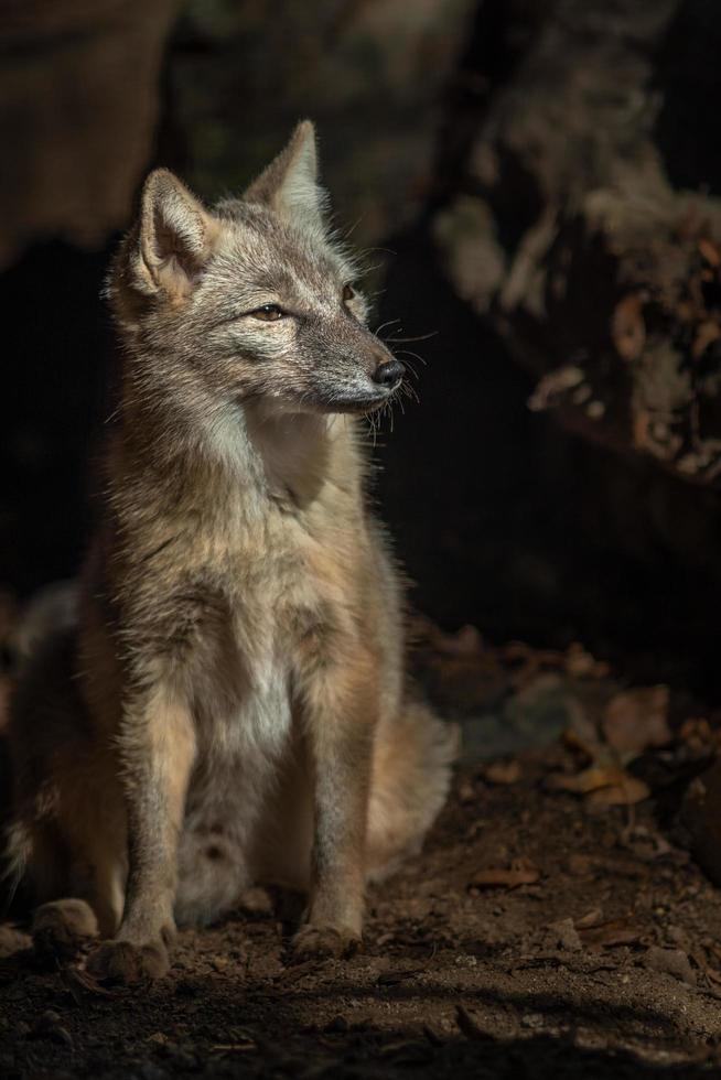 Corsac fox in zoo photo