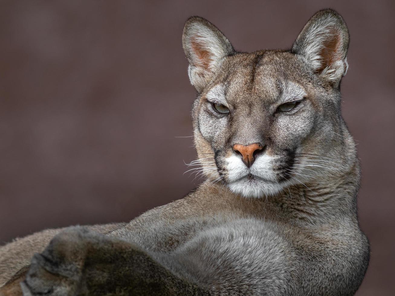 Portrait of Cougar photo