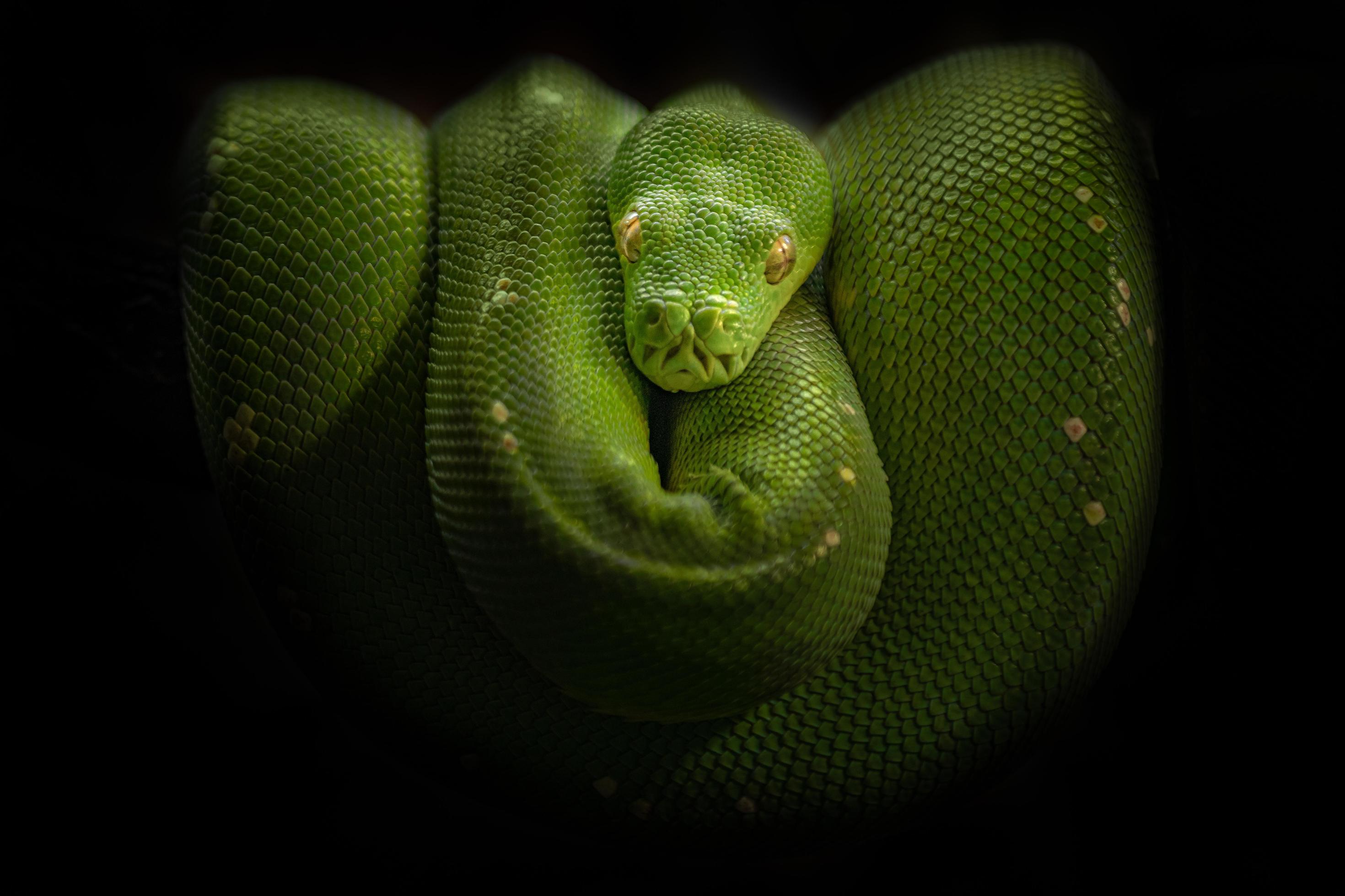 Green tree python 2440922 Stock Photo at Vecteezy