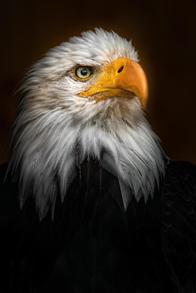 primer plano del águila calva foto