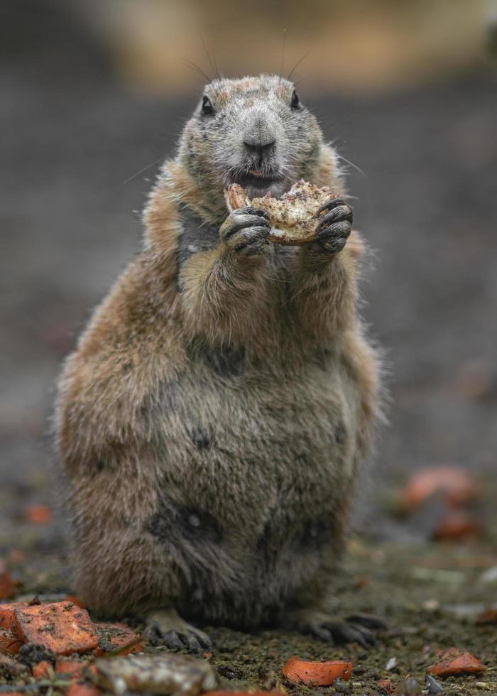 Prairie dog eating photo