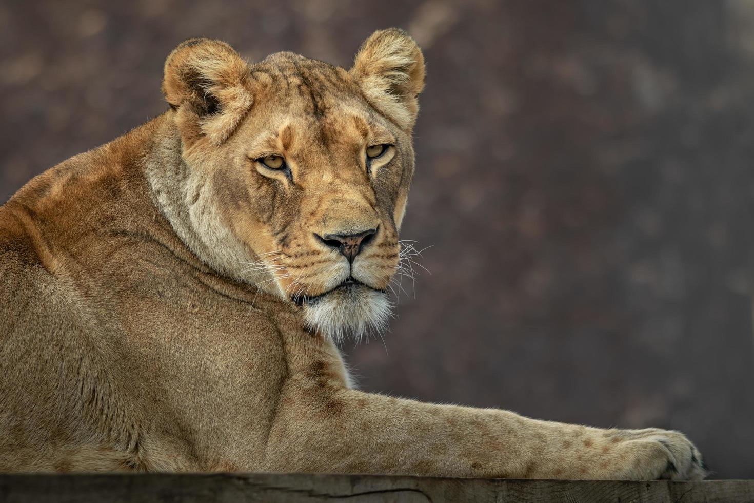 Lion Panthera leo photo