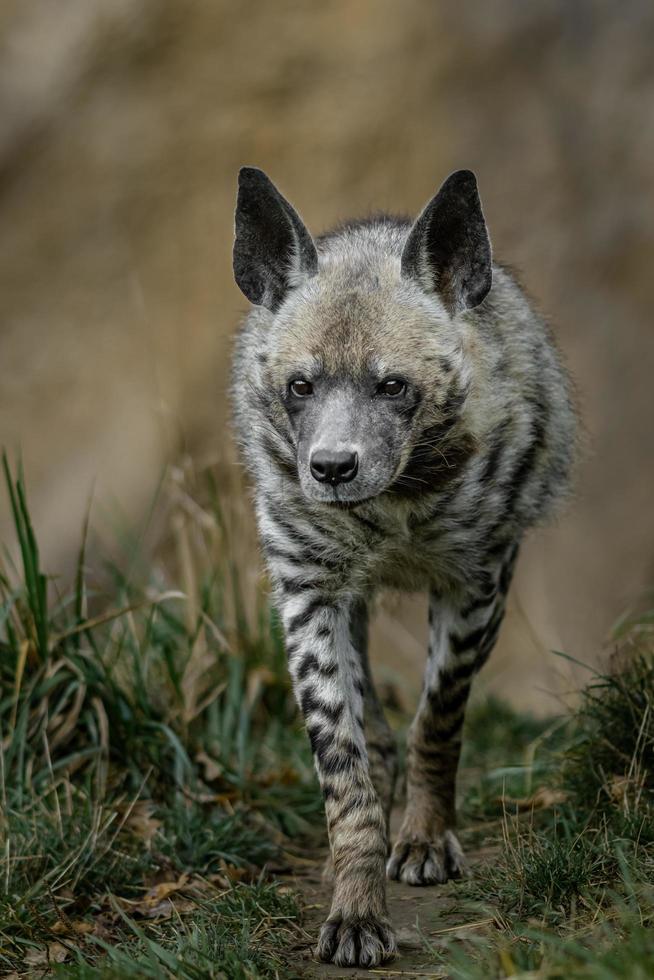 Striped hyena walking on path photo