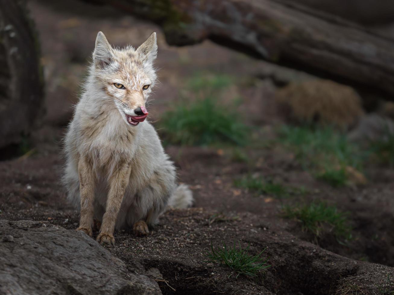 retrato de corsac fox foto