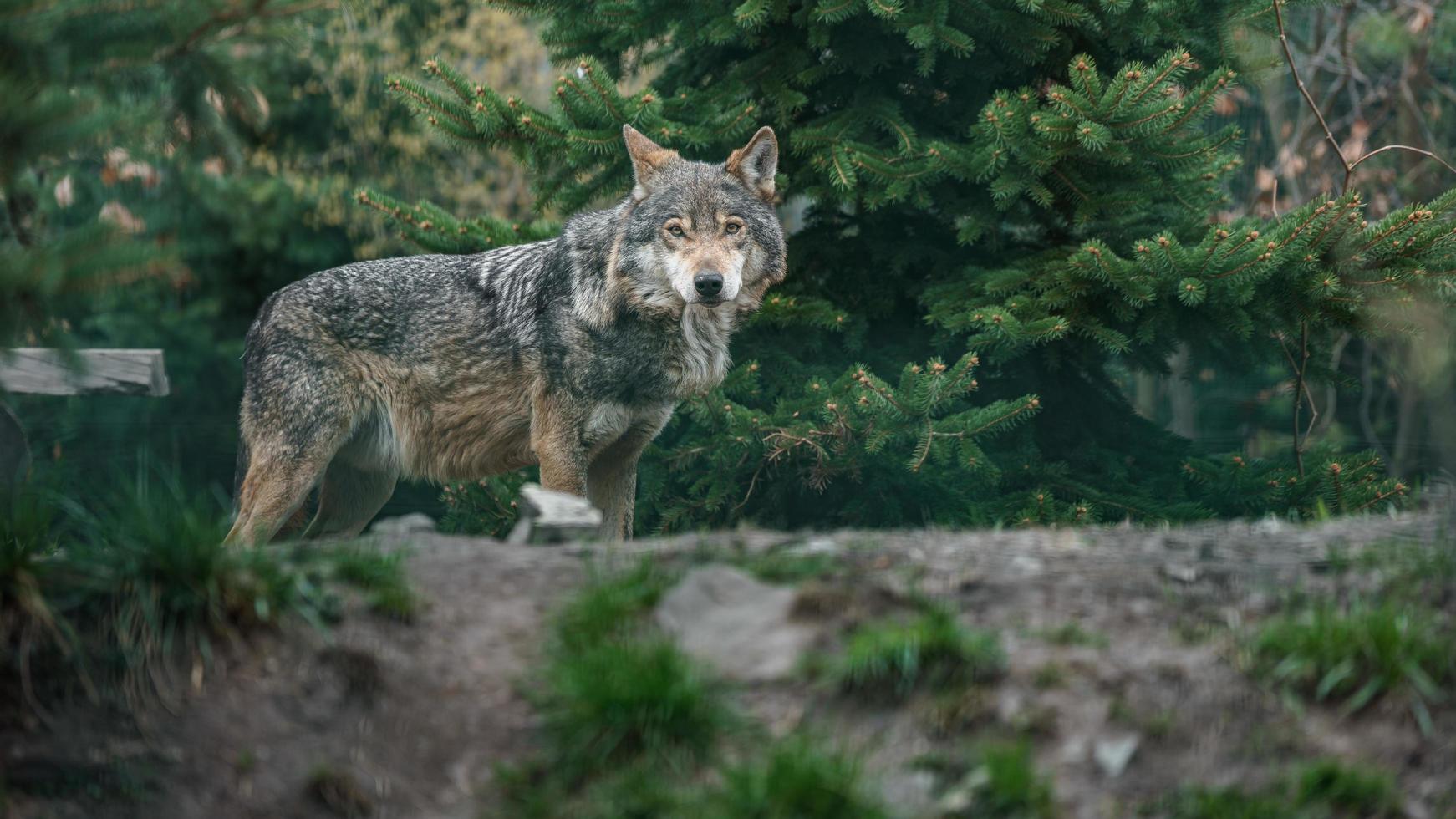 Eurasian wolf in forest photo