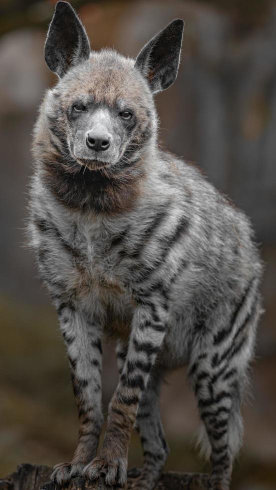 Portrait of Striped hyena photo