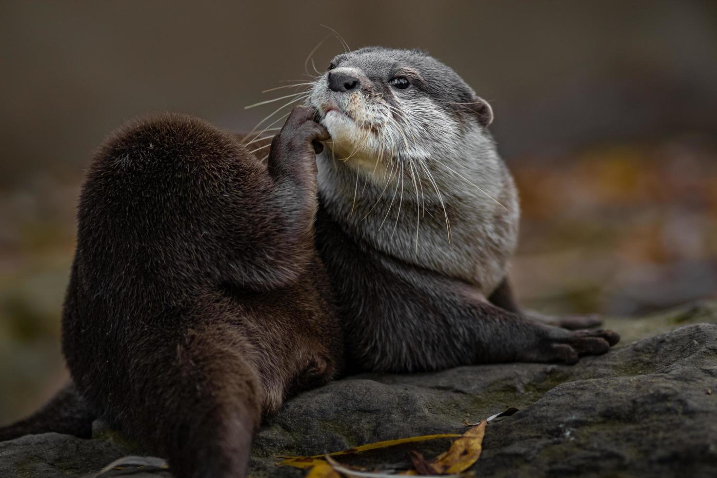 nutria de garras pequeña asiática foto