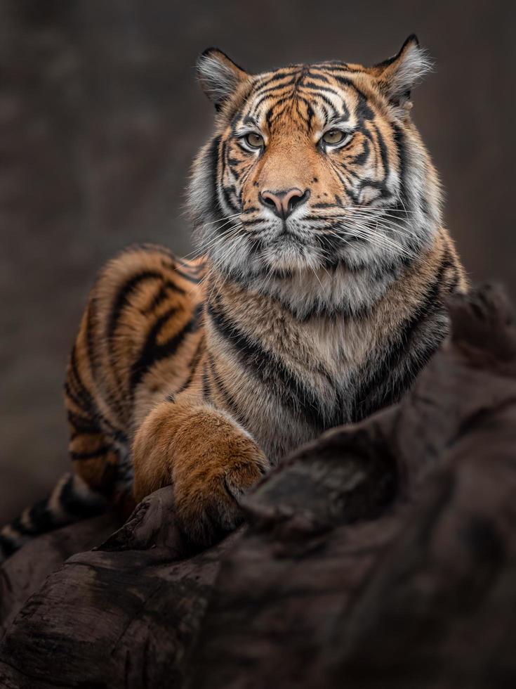 retrato de tigre de sumatra foto