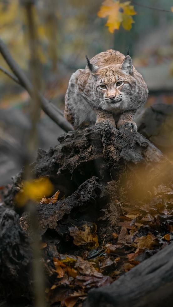 Lince euroasiático en registro foto