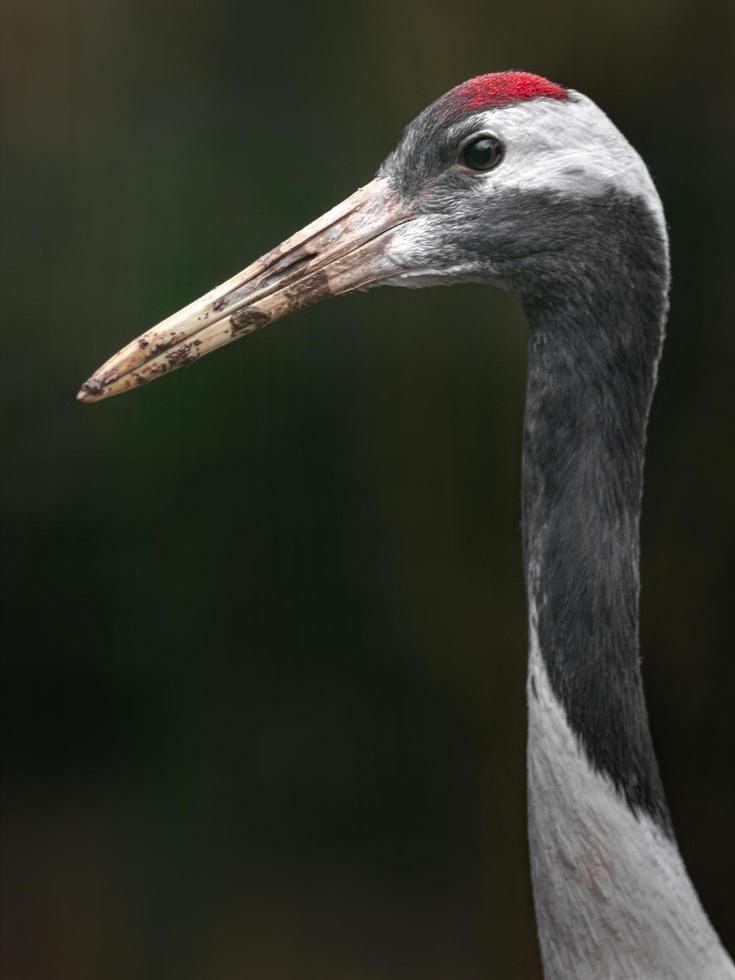 Red crowned crane photo