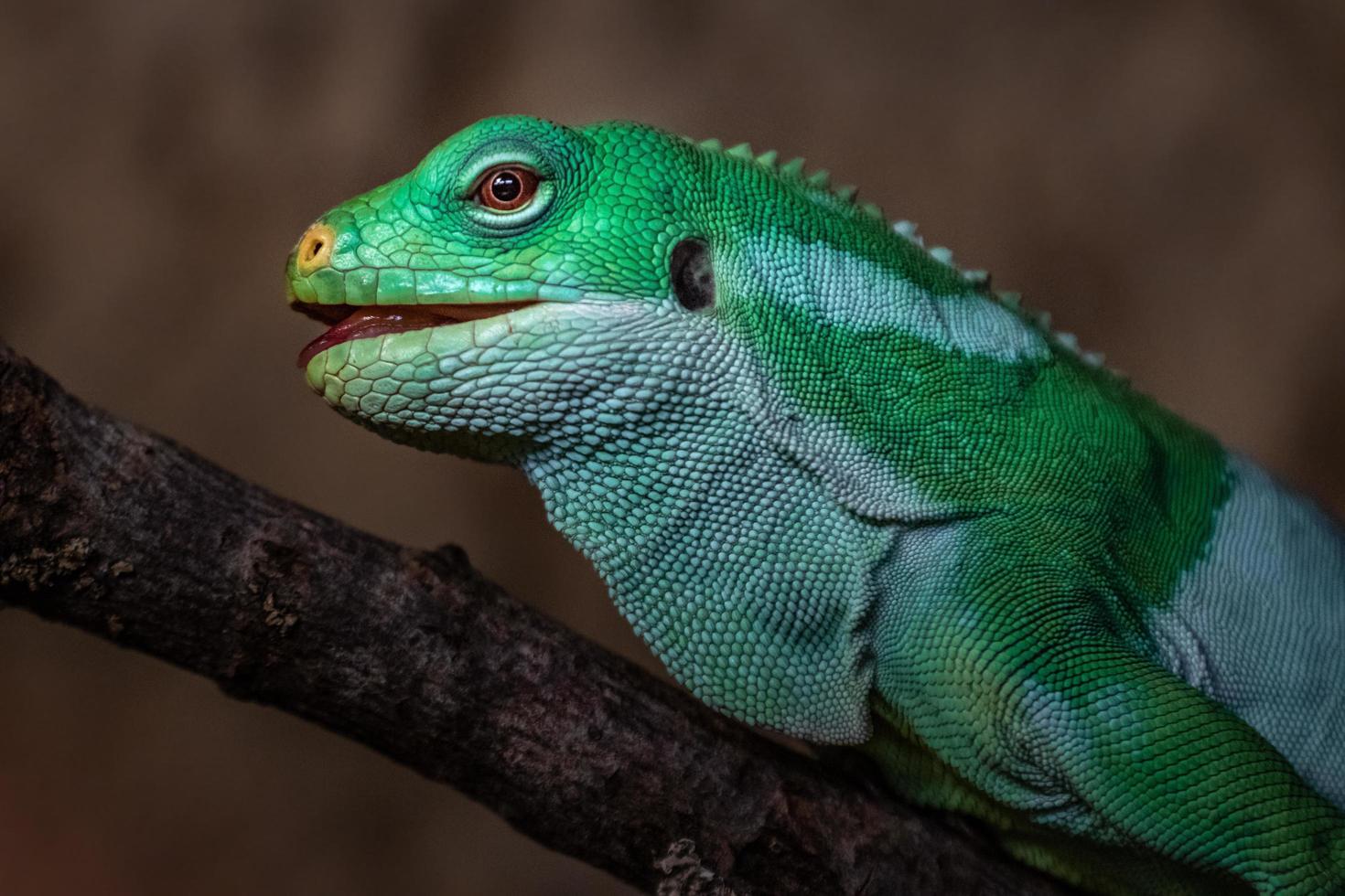 iguana con bandas de fiji foto