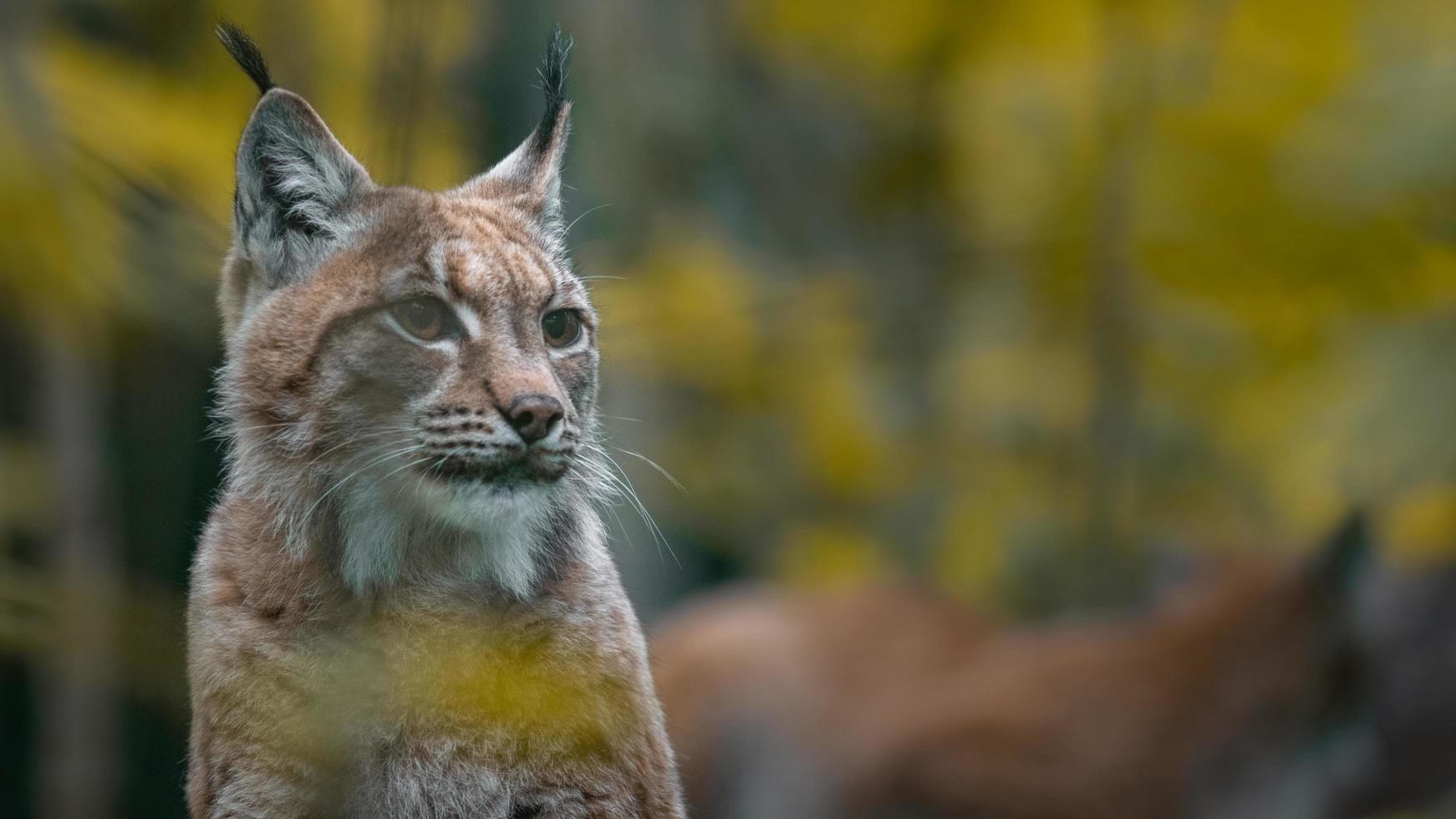 retrato de lince euroasiático foto