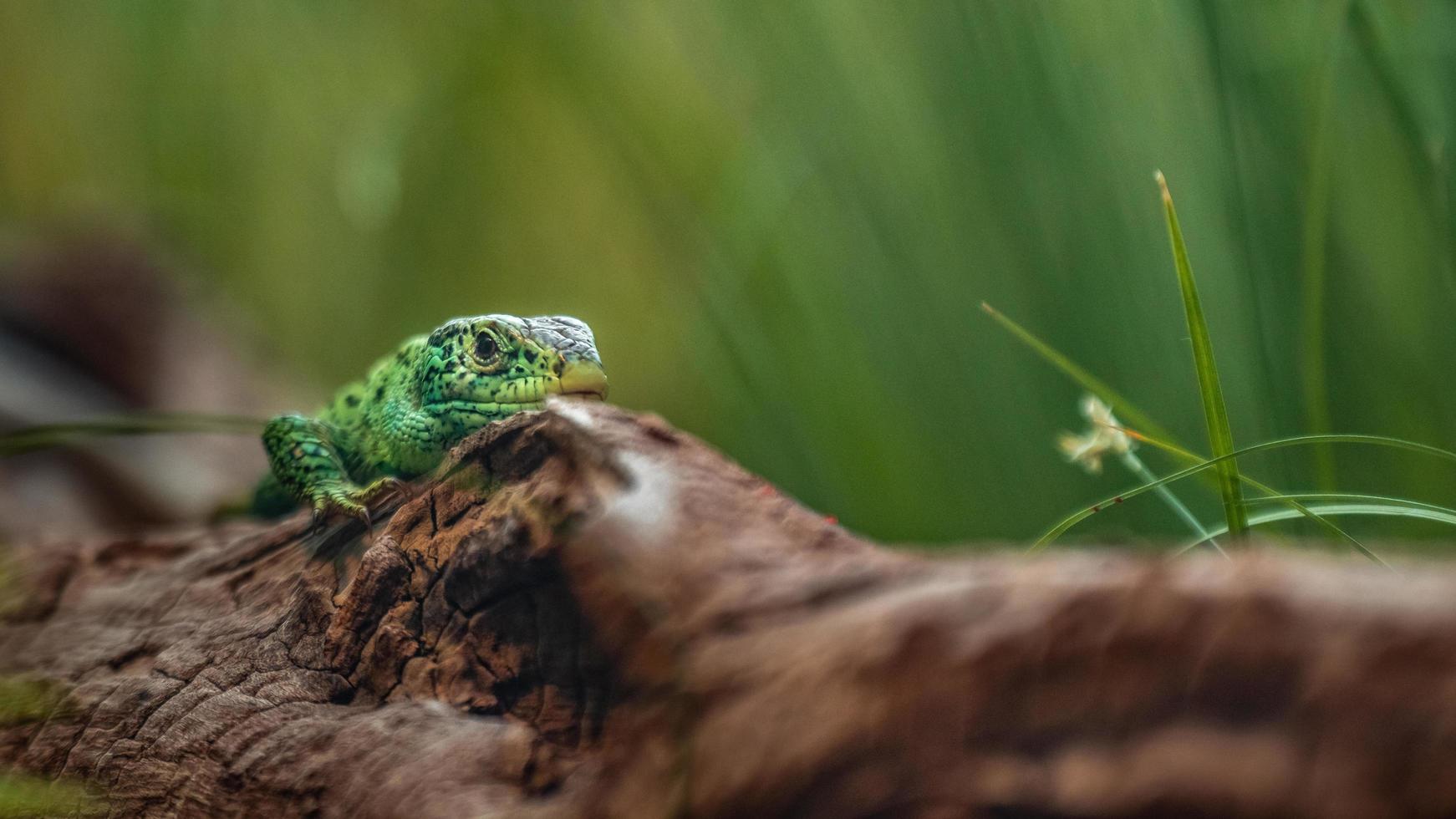 lagarto de arena en el registro foto