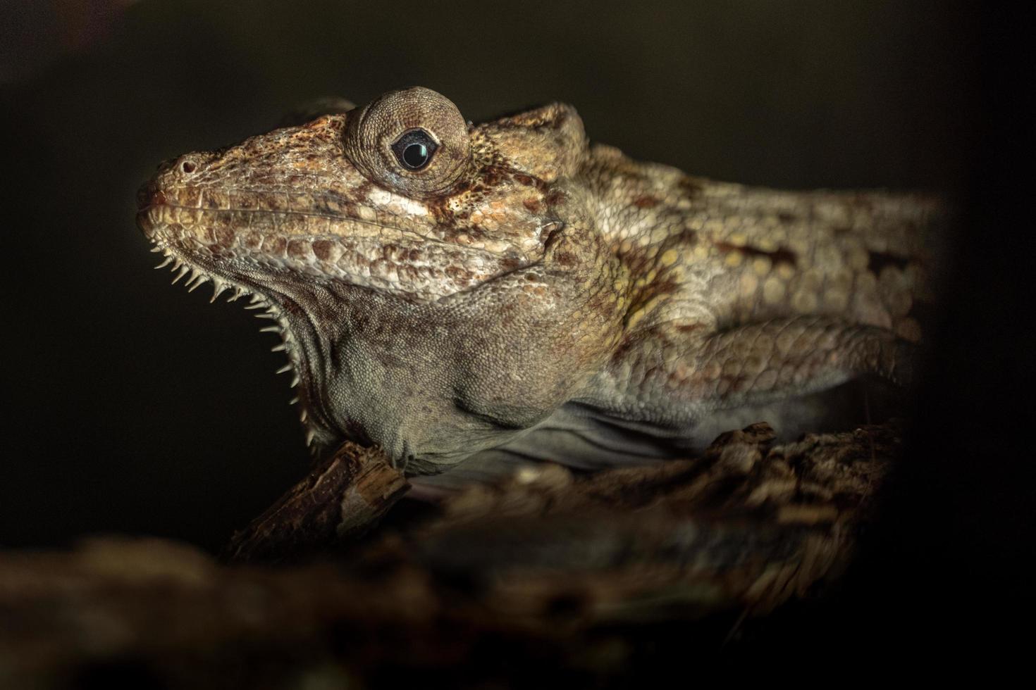 primer plano de anole marrón foto