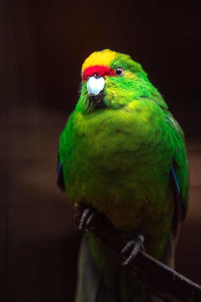 Yellow crowned parakeet photo