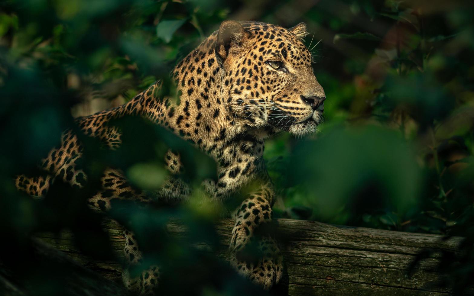 leopardo de Sri Lanka foto