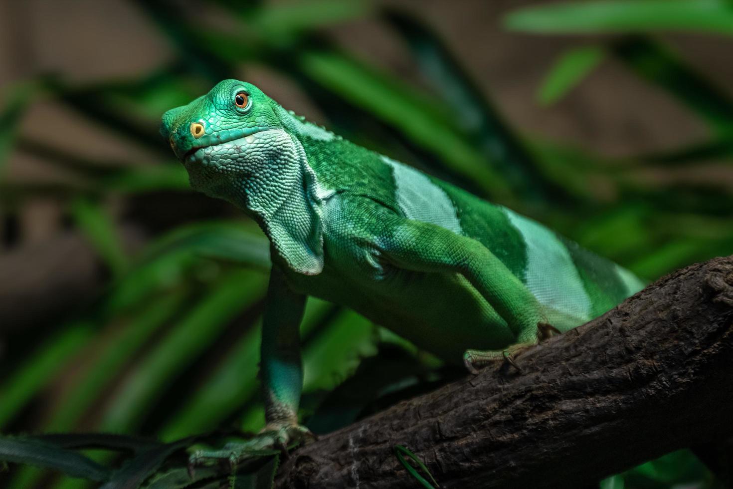 iguana con bandas de fiji foto