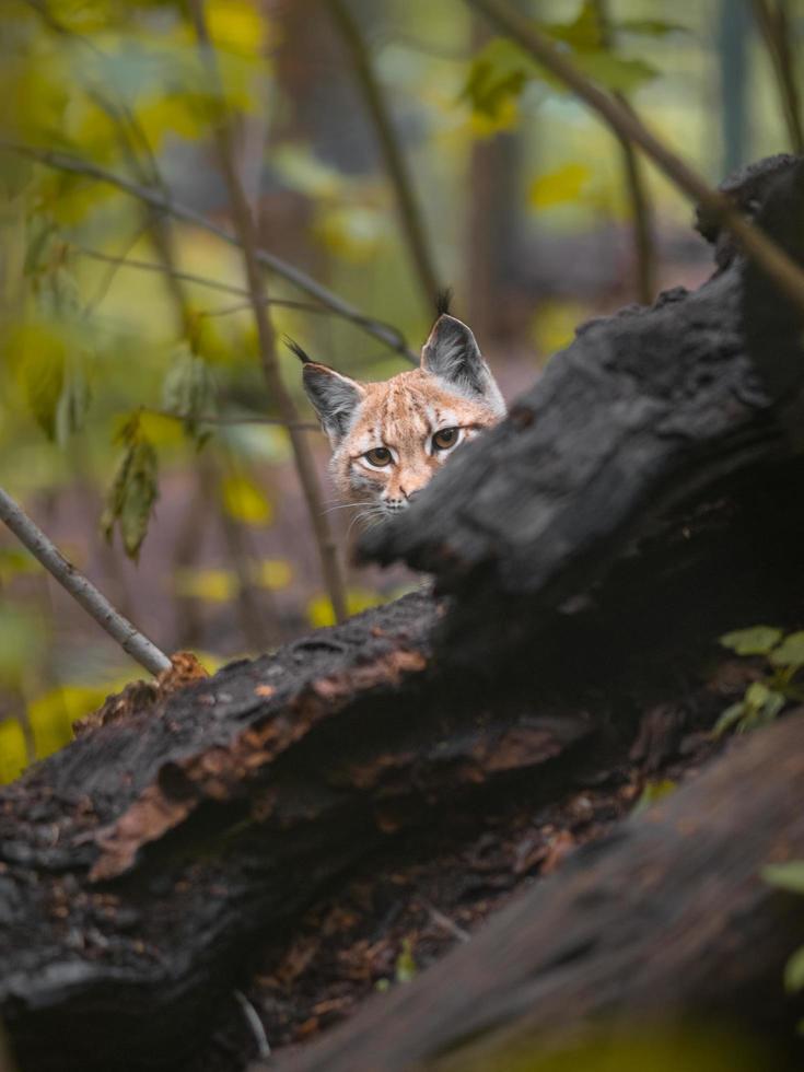 retrato de lince euroasiático foto