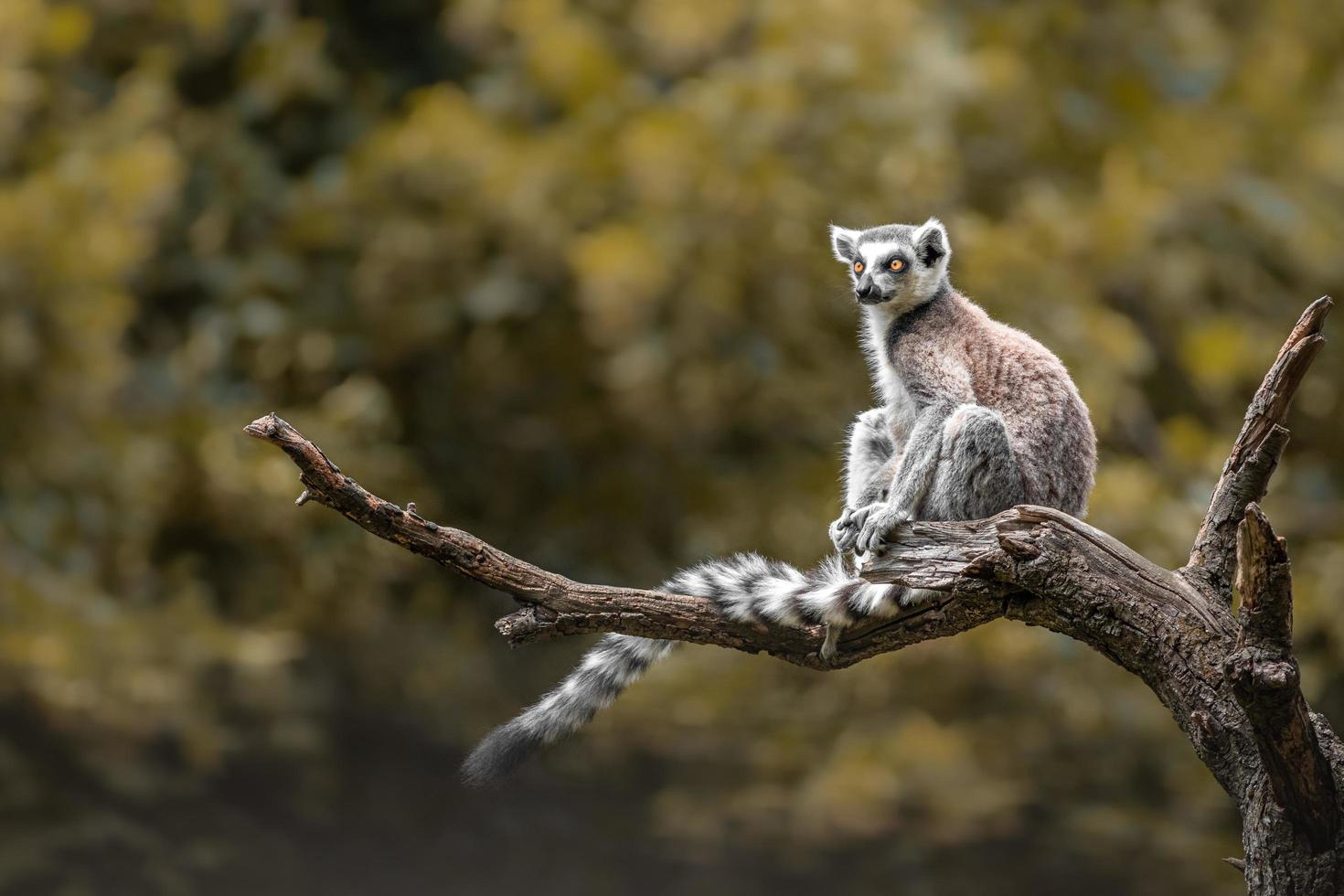 Ring tailed lemur photo