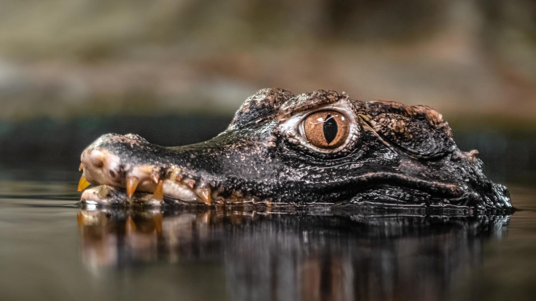 Cuviers dwarf caiman photo