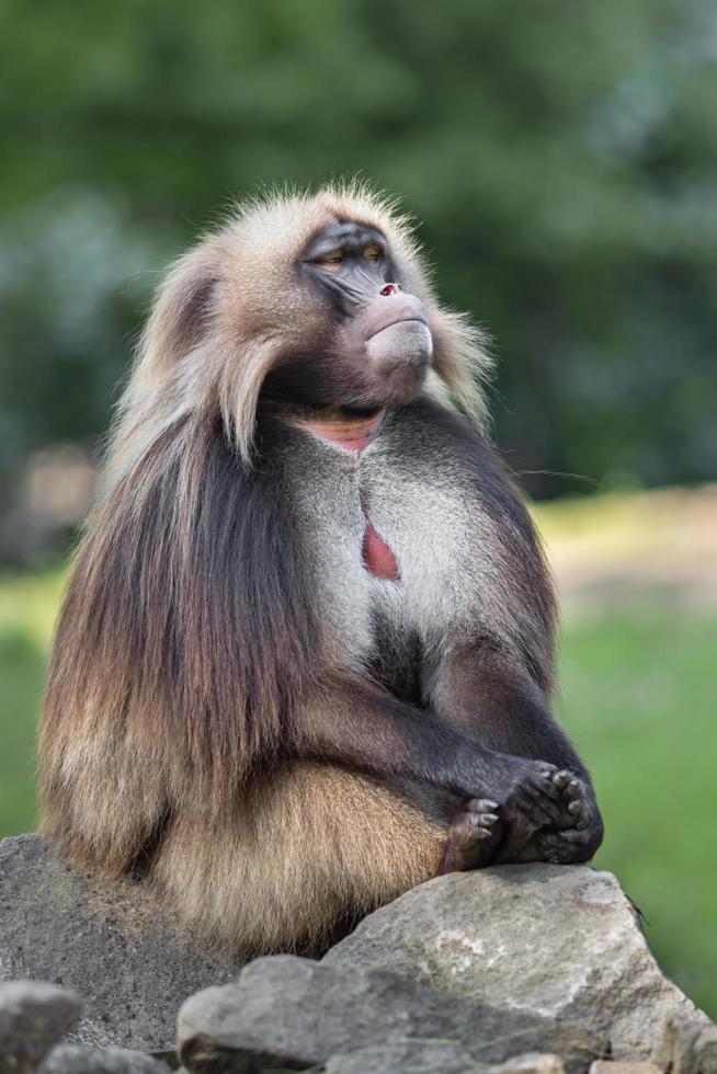 Portrait of Gelada photo