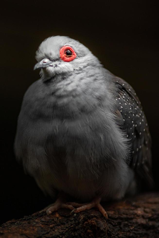Portrait of Diamond dove photo