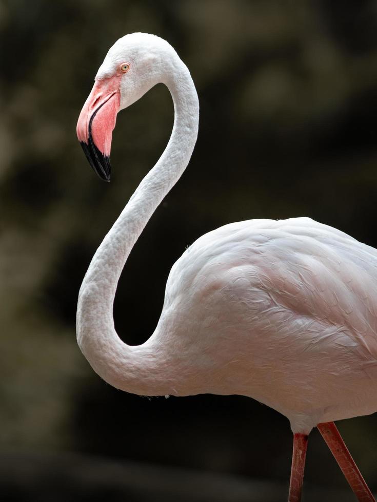 Portrait of Red flamingo photo