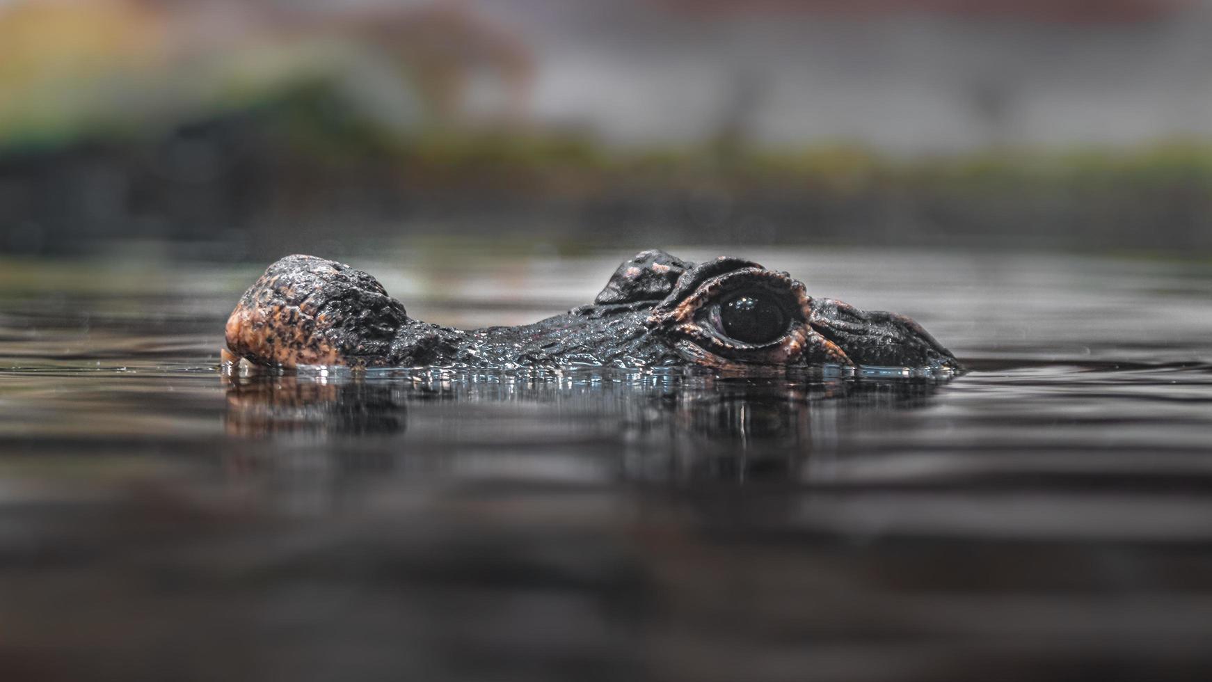 Dwarf crocodile in water photo