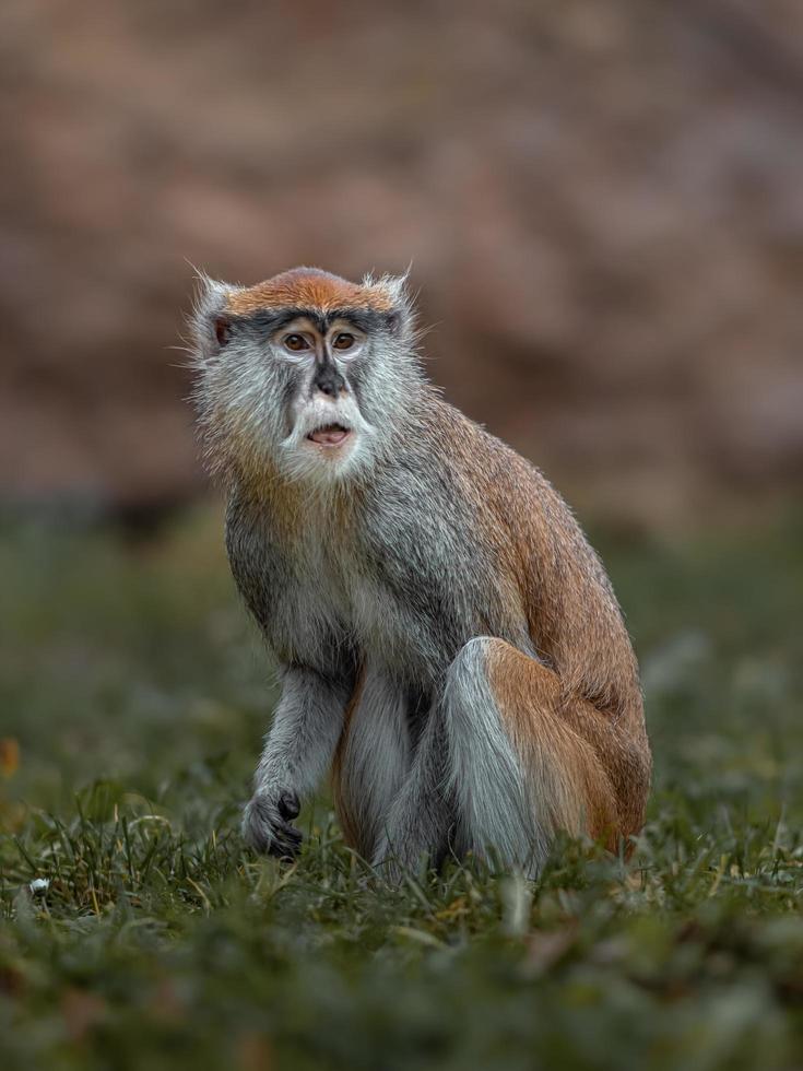 guenon de orejas rojas foto