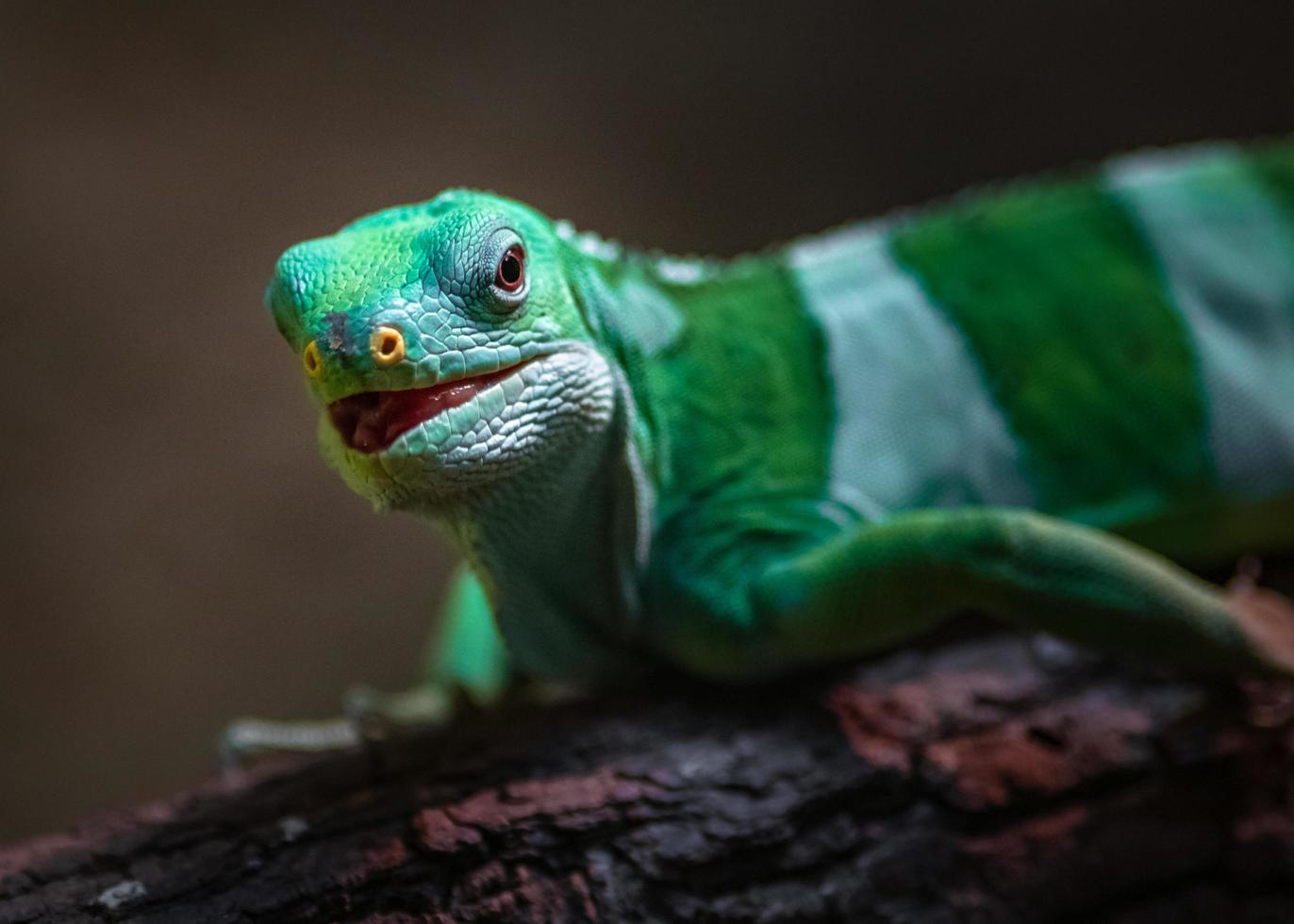 iguana con bandas de fiji foto