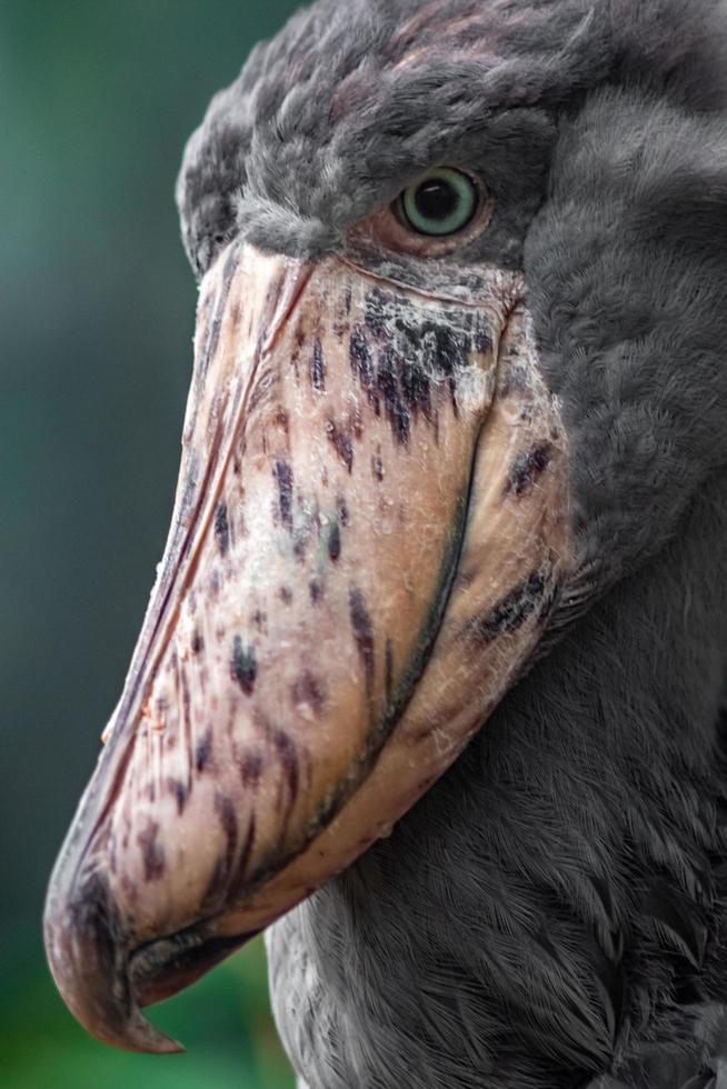 Portrait of Shoebill photo