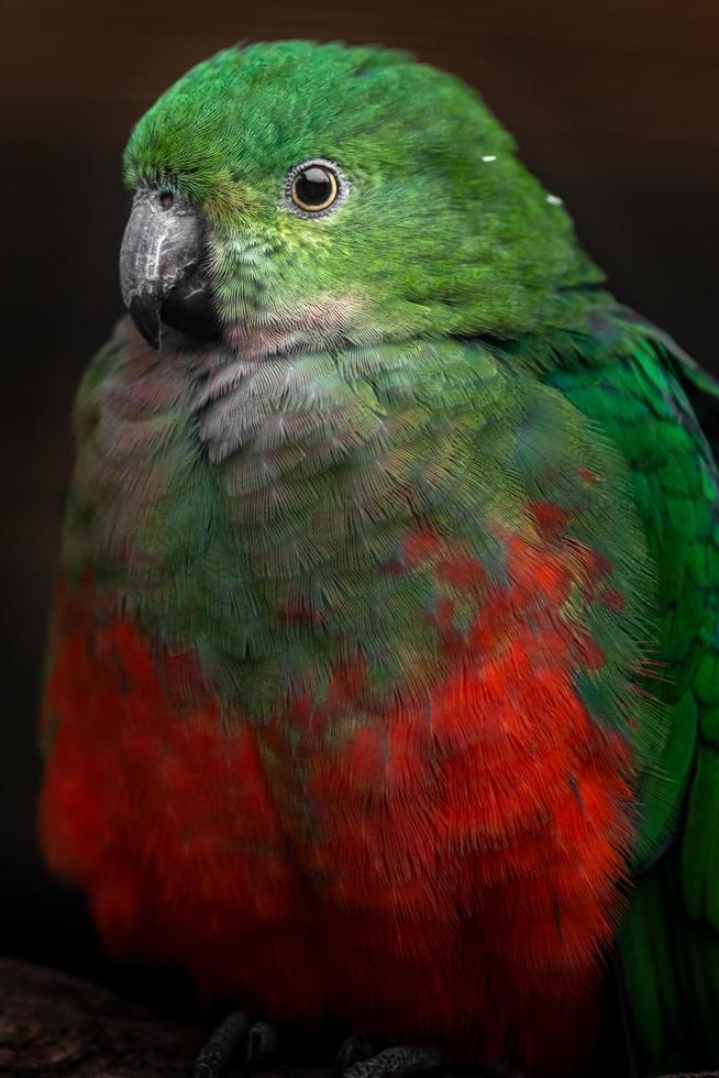 Australian king parrot photo