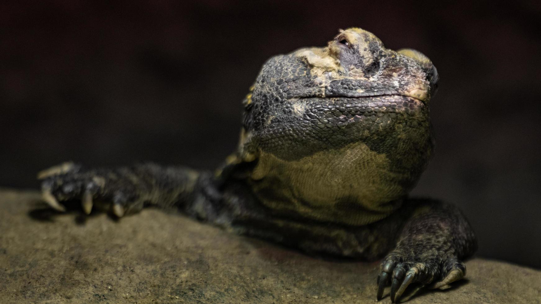 retrato de uromastyx acanthinura foto