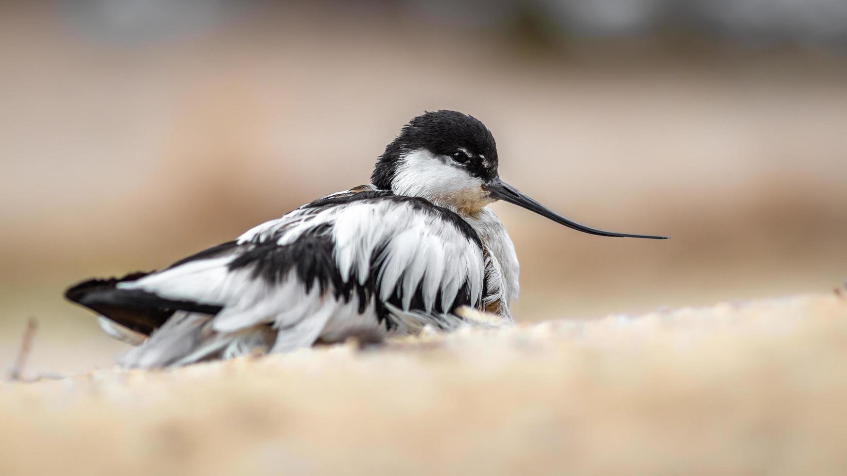 retrato, de, pied, avoceta foto