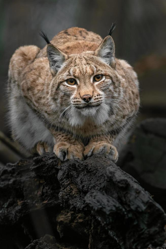 Eurasian lynx on log photo