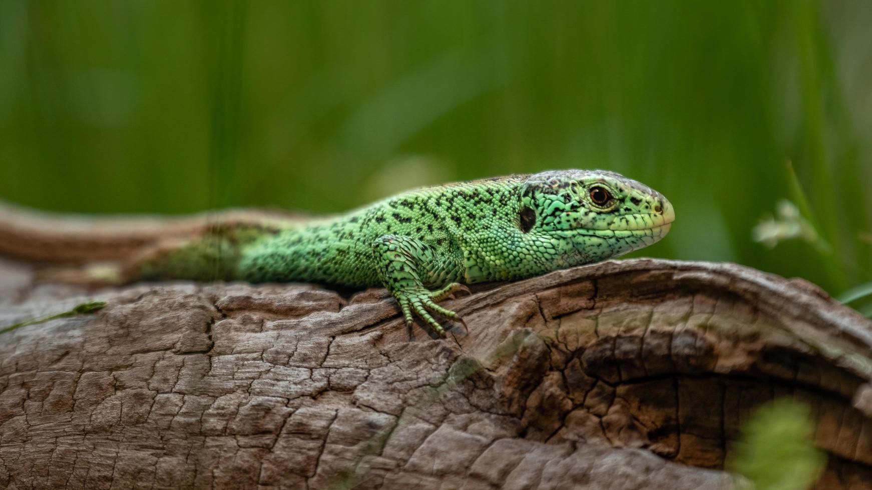 lagarto de arena en el registro foto