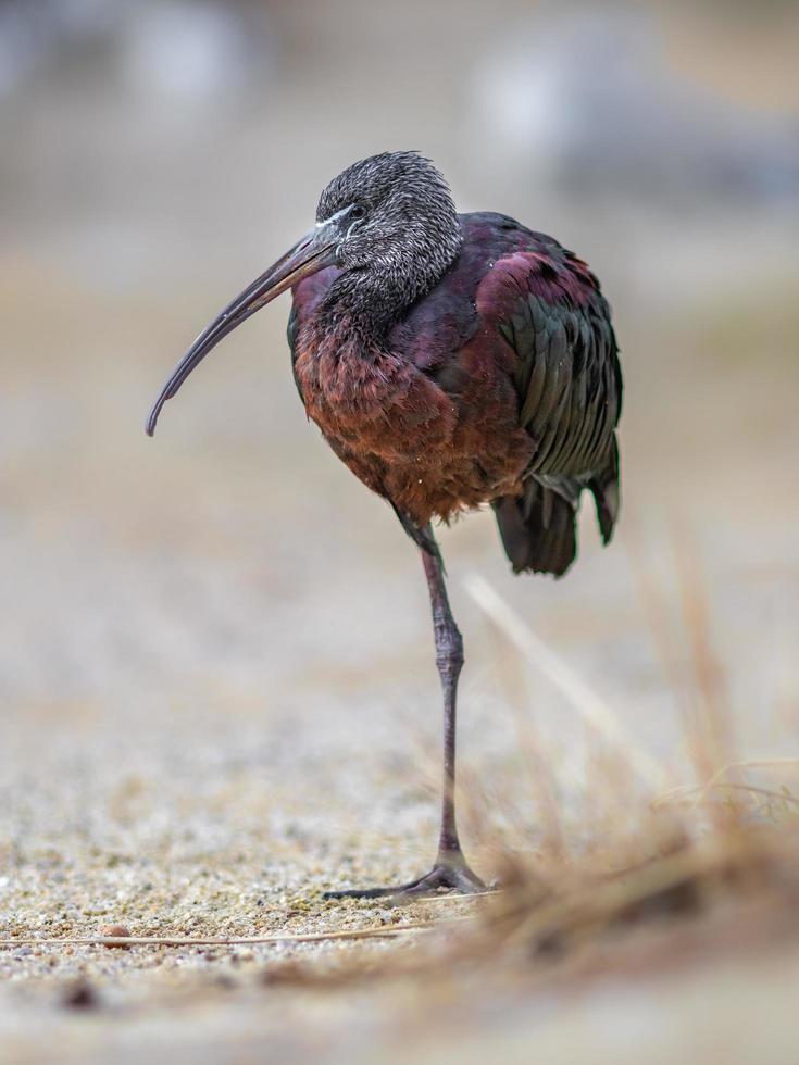 Glossy ibis on sand photo