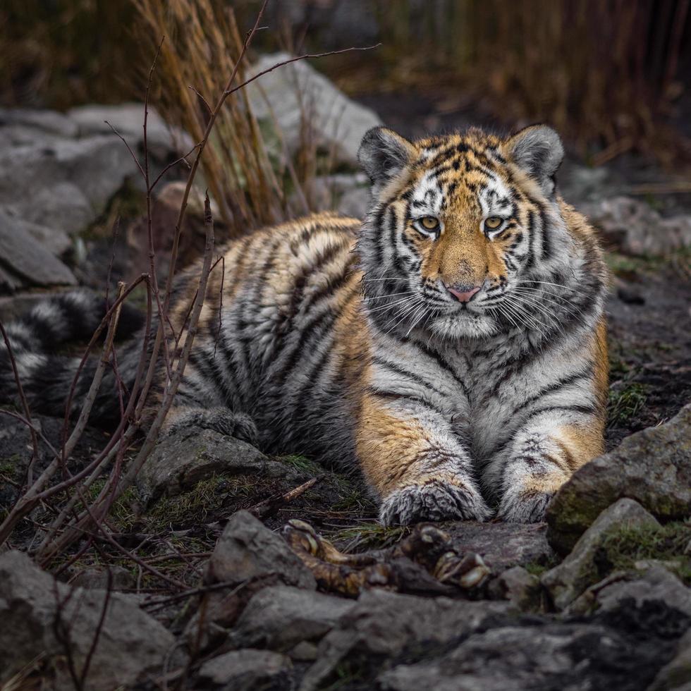retrato de tigre siberiano foto