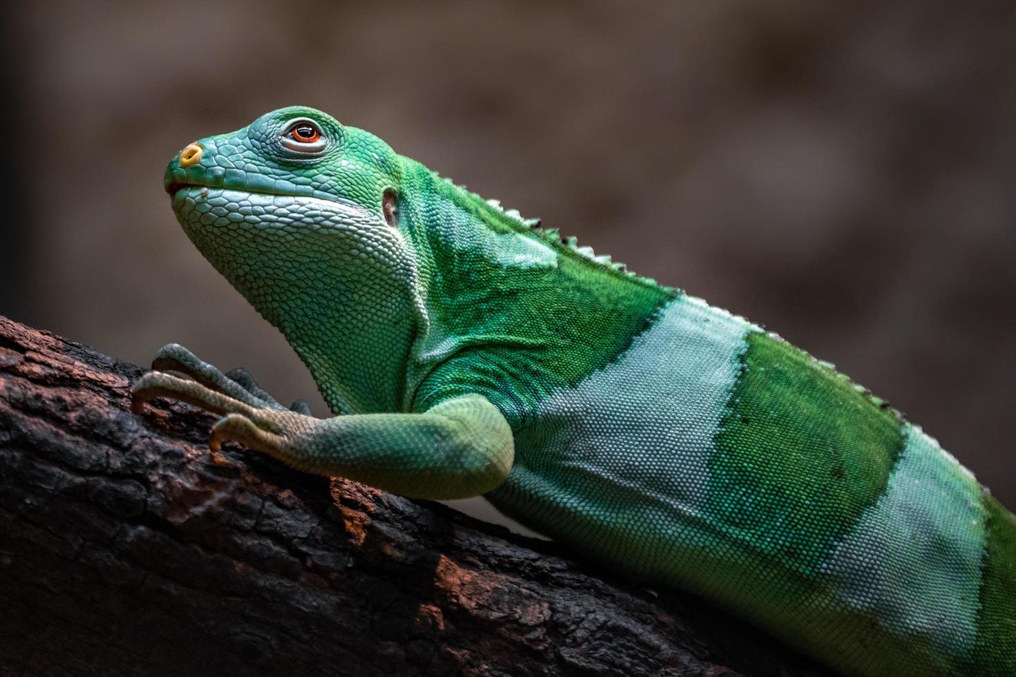 iguana con bandas de fiji foto