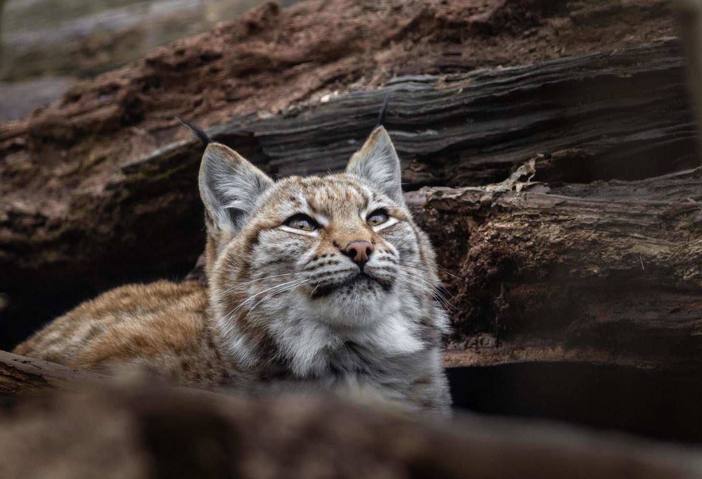 Eurasian lynx between logs photo