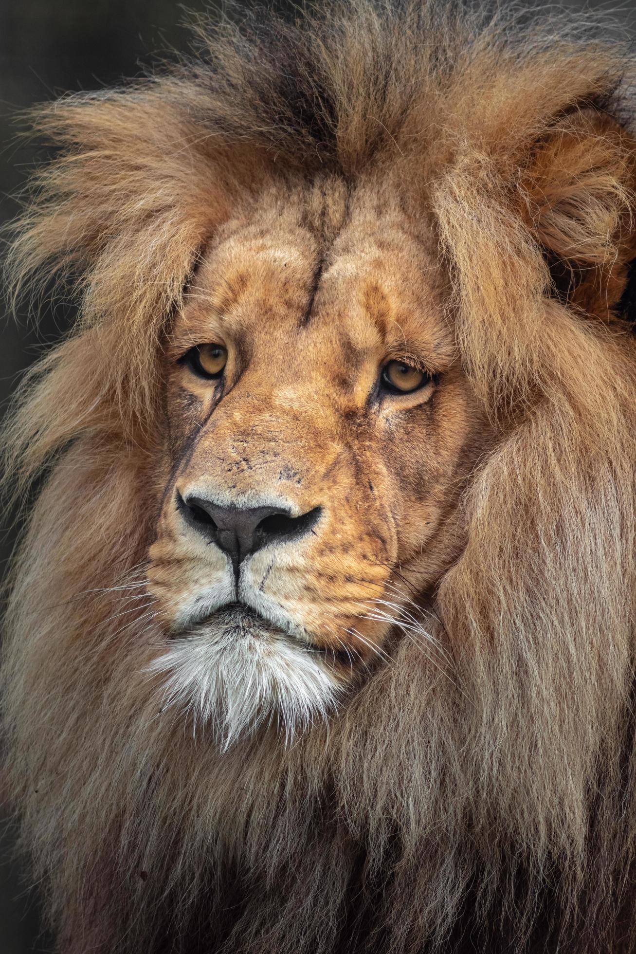 Panthera Leo Melanochaita 2441198 Stock Photo At Vecteezy
