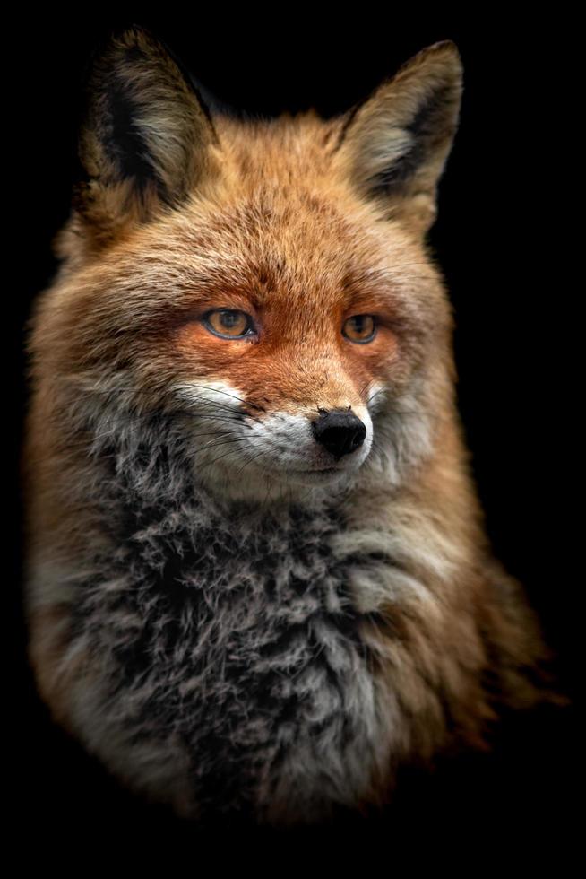Portrait of Red fox photo