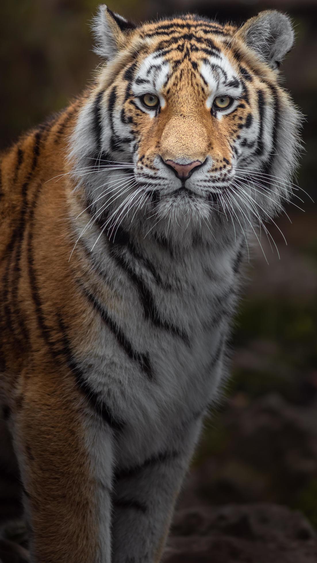 Portrait of Siberian tiger 2441208 Stock Photo at Vecteezy