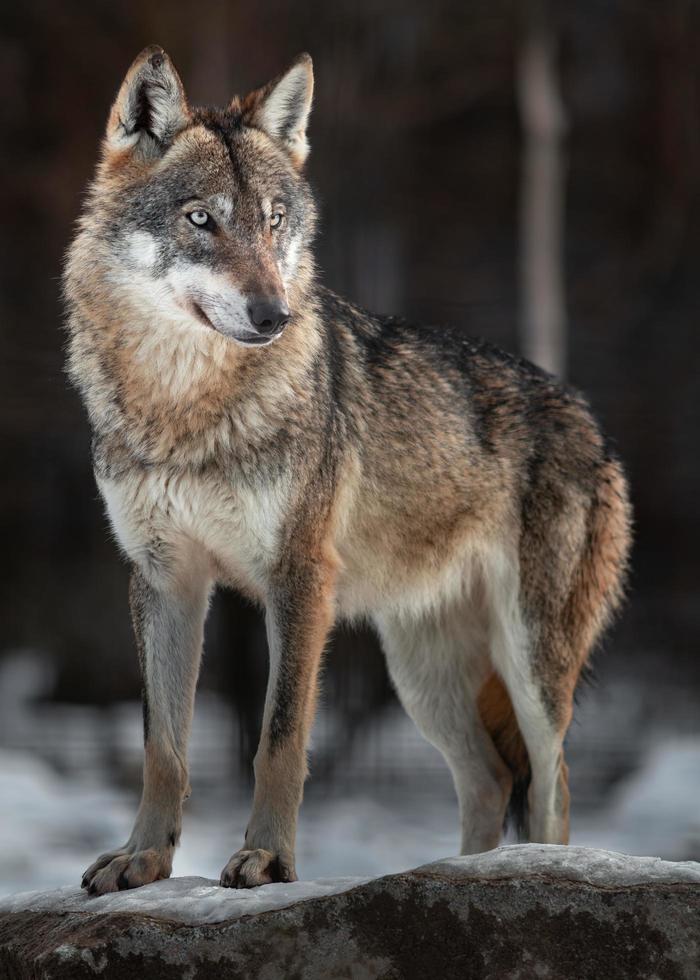 retrato de lobo euroasiático foto