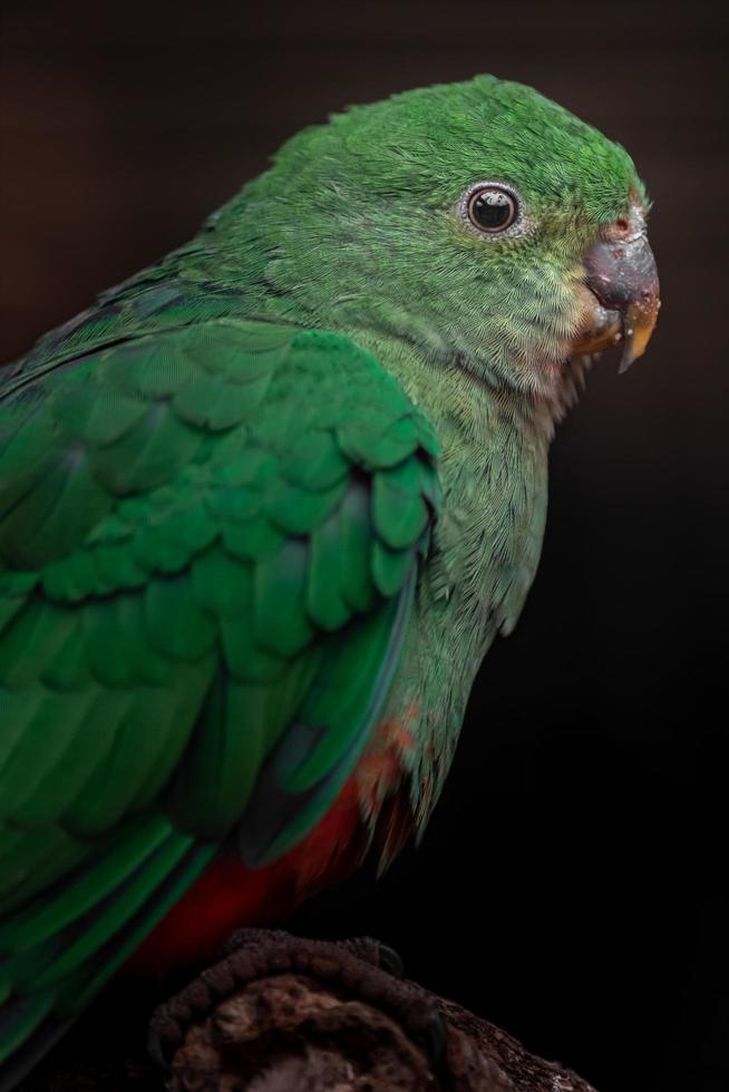 Australian king parrot photo