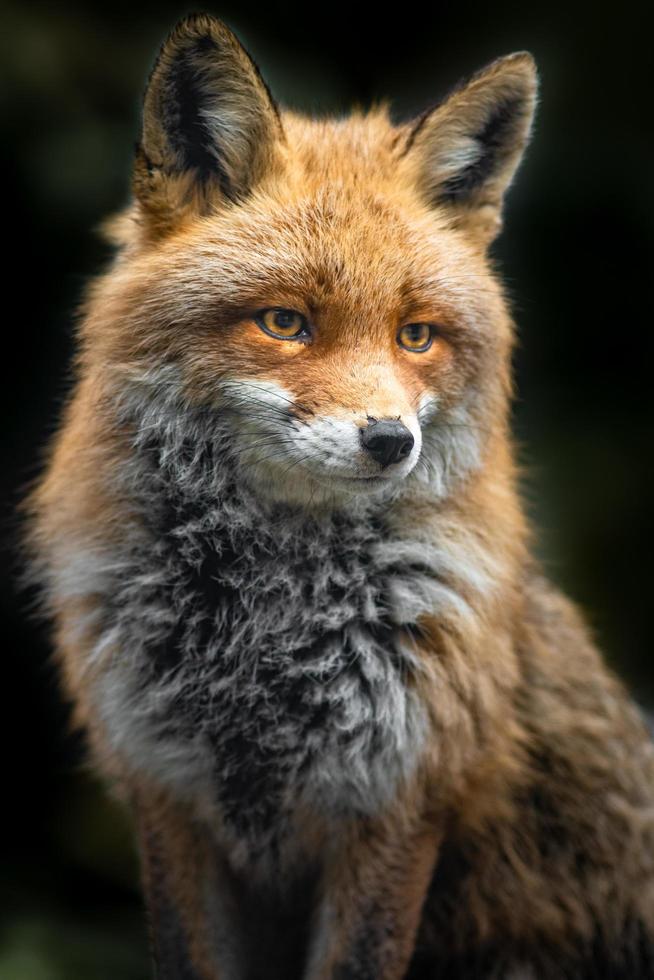 Portrait of Red fox photo